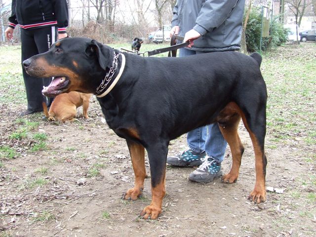 Rudi
